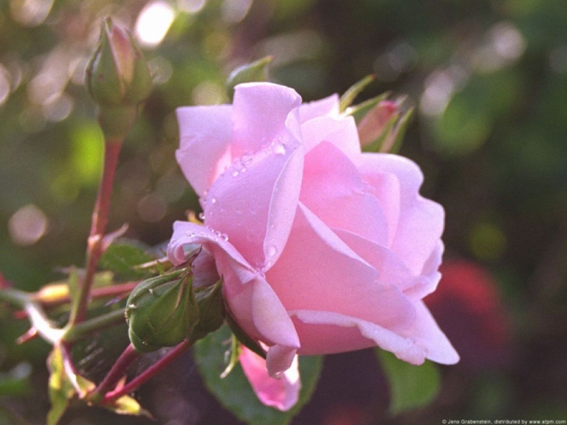 Рози Olimpian Flower