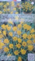 НАРЦИС Ботаникал, Bulbocodium conspicuus жълт