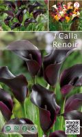 Zantedeschia Renoir black 1 бр.