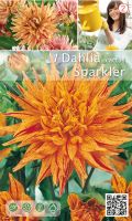 Далия кактус Sparkler  оранжева - 1бр.