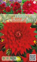 Далия кактус Wittemans best червена - 1бр.