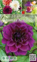 Далия декоративна Thomas A. Edison - тъмно лилава - 1бр