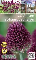 Алиум Sphaerocephalon лилав