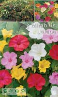Мирабилис Jalapa микс цветове