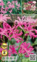 Нерине bowdenii розово