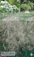 Гипсофила paniculata бяла