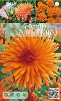 Далия кактус Ludwig Helfert  оранжева - 1бр.