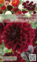 Далия декоративна Arabian Night  тъмно червена - 1бр.