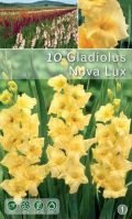 Гладиол едроцъфтящ Nova Lux  маслено жълт 