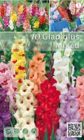 Гладиол едроцъфтящ Mixed  микс цветове