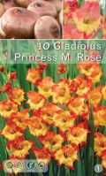 Гладиол едроцъфтящ Princess M. Rose-