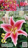 Лилиум Stargazer розово-червен