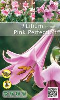Лилиум Pink Perfection розов
