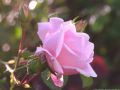 Рози Olimpian Flower